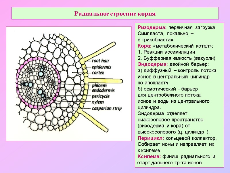 Радиальное строение корня Ризодерма: первичная загрузка Симпласта, локально –  в трихобластах. Кора: «метаболический